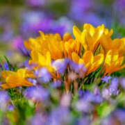 ヒメ日記 2026/04/07 15:28 投稿 若草藍子(わかくさあいこ) 五十路マダムエクスプレス厚木店(カサブランカグループ)