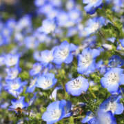 ヒメ日記 2026/04/08 09:58 投稿 若草藍子(わかくさあいこ) 五十路マダムエクスプレス厚木店(カサブランカグループ)