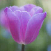 ヒメ日記 2026/04/10 20:48 投稿 若草藍子(わかくさあいこ) 五十路マダムエクスプレス厚木店(カサブランカグループ)