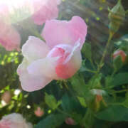 ヒメ日記 2026/04/13 20:06 投稿 若草藍子(わかくさあいこ) 五十路マダムエクスプレス厚木店(カサブランカグループ)