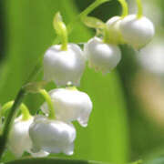 ヒメ日記 2026/04/20 19:36 投稿 若草藍子(わかくさあいこ) 五十路マダムエクスプレス厚木店(カサブランカグループ)