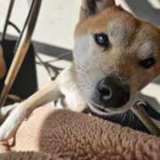 ヒメ日記 2025/02/26 21:06 投稿 かおん モアグループ熊谷人妻花壇