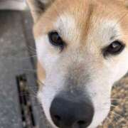 ヒメ日記 2025/03/04 06:51 投稿 かおん モアグループ熊谷人妻花壇