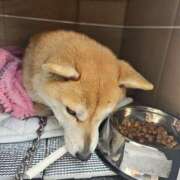 ヒメ日記 2025/03/19 18:48 投稿 かおん モアグループ熊谷人妻花壇