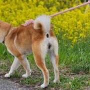 ヒメ日記 2025/04/07 18:03 投稿 かおん モアグループ熊谷人妻花壇