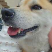 ヒメ日記 2025/04/24 11:03 投稿 かおん モアグループ熊谷人妻花壇