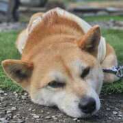 ヒメ日記 2025/07/10 20:01 投稿 かおん モアグループ熊谷人妻花壇