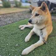 ヒメ日記 2025/08/24 07:45 投稿 かおん モアグループ熊谷人妻花壇