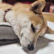 ヒメ日記 2025/09/19 15:45 投稿 かおん モアグループ熊谷人妻花壇