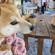 ヒメ日記 2026/03/28 20:01 投稿 かおん モアグループ熊谷人妻花壇