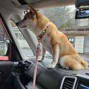 ヒメ日記 2026/04/08 18:01 投稿 かおん モアグループ熊谷人妻花壇