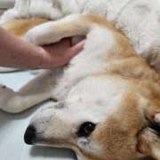 ヒメ日記 2026/05/09 17:15 投稿 かおん モアグループ熊谷人妻花壇