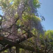 ヒメ日記 2025/04/28 06:59 投稿 華音（かのん） フュージョンスパ