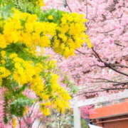 ヒメ日記 2025/03/20 08:01 投稿 ふうか 熟女の風俗最終章 宇都宮店