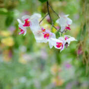 ヒメ日記 2025/06/23 20:11 投稿 ふうか 熟女の風俗最終章 宇都宮店