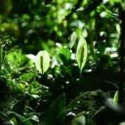 ヒメ日記 2025/06/26 01:21 投稿 ふうか 熟女の風俗最終章 宇都宮店