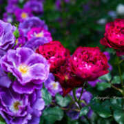 ヒメ日記 2025/07/11 15:11 投稿 ふうか 熟女の風俗最終章 宇都宮店