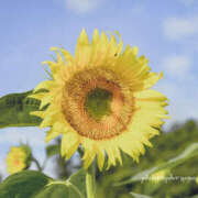 ヒメ日記 2025/07/29 12:03 投稿 ふうか 熟女の風俗最終章 宇都宮店