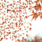 ふうか あなたを思うと…❤️ 熟女の風俗最終章 宇都宮店