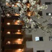 ヒメ日記 2025/03/30 23:15 投稿 こころ 吉祥寺大人めシンデレラ（シンデレラグループ）