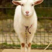 ヒメ日記 2026/02/12 12:03 投稿 わか 東京エンジェルライン 立川店