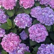 ヒメ日記 2025/07/15 11:37 投稿 なお ぽちゃカワ女子専門店宇都宮店