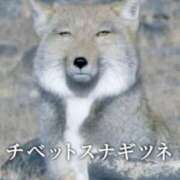 ヒメ日記 2025/04/26 12:39 投稿 かれん セクシーキャット 小田原店