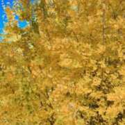 ヒメ日記 2025/12/01 18:16 投稿 かれん セクシーキャット 小田原店