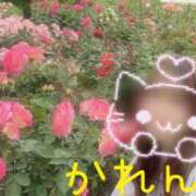 かれん あごに セクシーキャット 小田原店