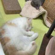 ヒメ日記 2026/03/06 11:45 投稿 かれん セクシーキャット 小田原店