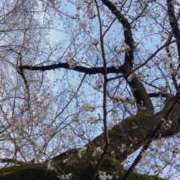 ヒメ日記 2026/03/24 23:26 投稿 かれん セクシーキャット 小田原店