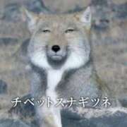 ヒメ日記 2026/05/30 06:25 投稿 かれん セクシーキャット 小田原店