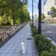 ヒメ日記 2026/06/17 09:59 投稿 進撃の詩音(しおん) ニューハーフヘルスLIBE 日本橋