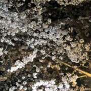 ヒメ日記 2025/04/07 09:55 投稿 夢倉さわ コウテイ