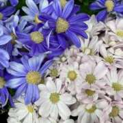 ヒメ日記 2025/04/09 14:39 投稿 夢倉さわ コウテイ