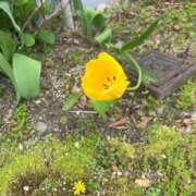 ヒメ日記 2025/04/18 09:56 投稿 夢倉さわ コウテイ