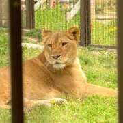 ヒメ日記 2025/04/25 17:25 投稿 夢倉さわ コウテイ