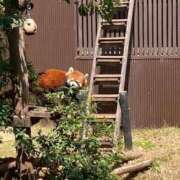 ヒメ日記 2025/05/03 16:07 投稿 夢倉さわ コウテイ