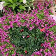 ヒメ日記 2025/05/04 13:15 投稿 夢倉さわ コウテイ