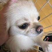 ヒメ日記 2025/05/09 12:50 投稿 夢倉さわ コウテイ