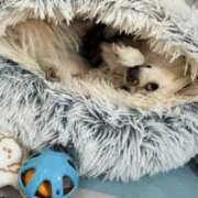 ヒメ日記 2025/05/25 22:17 投稿 夢倉さわ コウテイ