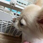 ヒメ日記 2025/05/31 07:35 投稿 夢倉さわ コウテイ