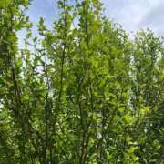 ヒメ日記 2025/06/01 14:46 投稿 夢倉さわ コウテイ