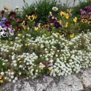 ヒメ日記 2025/06/08 13:48 投稿 夢倉さわ コウテイ