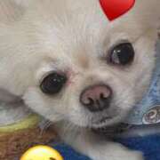 ヒメ日記 2025/06/17 16:25 投稿 夢倉さわ コウテイ