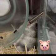 ヒメ日記 2025/06/17 17:05 投稿 夢倉さわ コウテイ