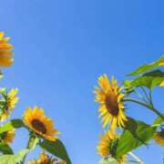 ヒメ日記 2025/06/27 17:15 投稿 夢倉さわ コウテイ