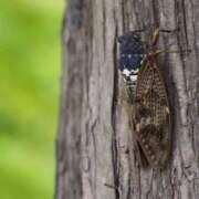 ヒメ日記 2025/07/08 11:28 投稿 夢倉さわ コウテイ