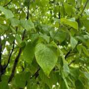 ヒメ日記 2025/08/12 14:55 投稿 夢倉さわ コウテイ