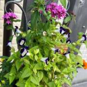 ヒメ日記 2025/08/30 12:25 投稿 夢倉さわ コウテイ